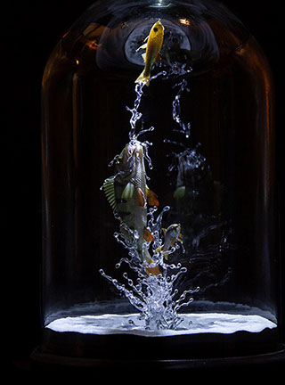 Snake, Schlange, Toad, Kröte, Cornel, Schneider, Boxwood, Buchsbaum, jpeg, jpg, scuplture, Schnitzerei, Carving, okimono