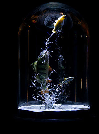 Snake, Schlange, Toad, Kröte, Cornel, Schneider, Boxwood, Buchsbaum, jpeg, jpg, scuplture, Schnitzerei, Carving, okimono