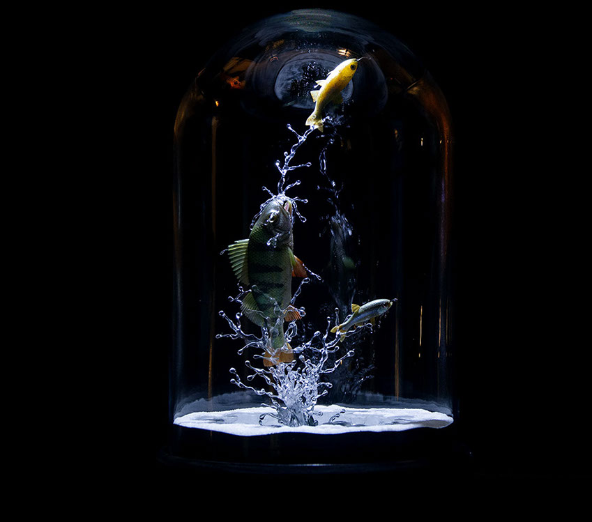 toad on lotusleaf, Kröte, Cornel, Schneider, Boxwood, Buchsbaum, Acrylglas, Ivory, jpeg, jpg, scuplture, Schnitzerei, Carving, okimono