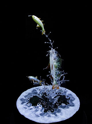 Snake, Schlange, Toad, Kröte, Cornel, Schneider, Boxwood, Buchsbaum, jpeg, jpg, scuplture, Schnitzerei, Carving, okimono