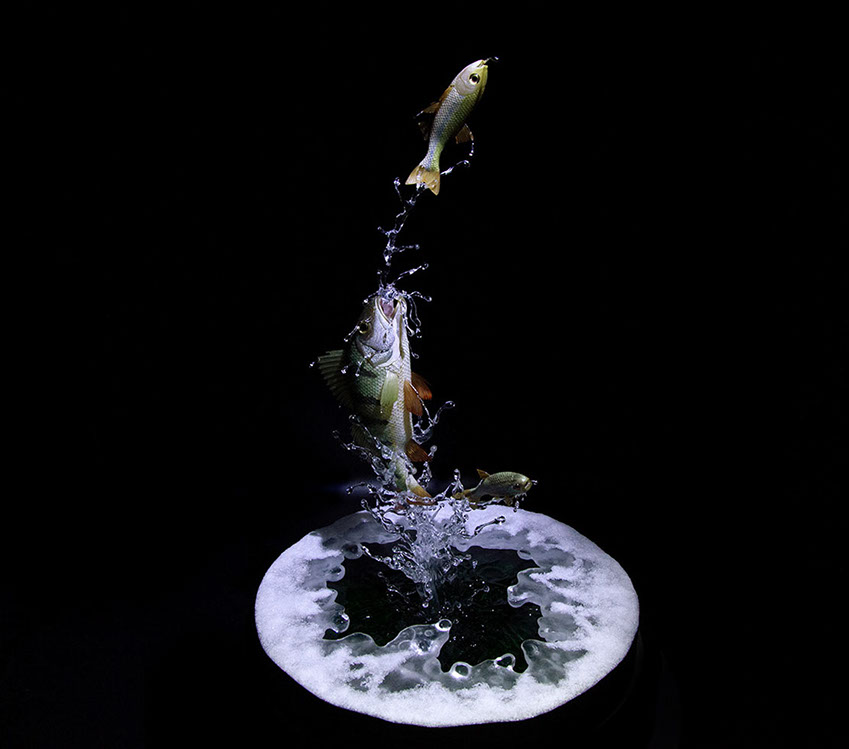 toad on lotusleaf, Kröte, Cornel, Schneider, Boxwood, Buchsbaum, Acrylglas, Ivory, jpeg, jpg, scuplture, Schnitzerei, Carving, okimono