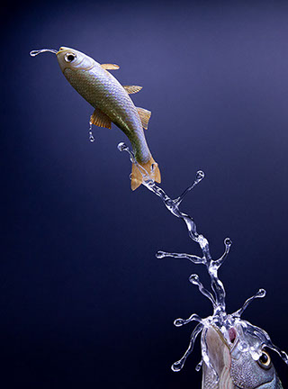 Snake, Schlange, Toad, Kröte, Cornel, Schneider, Boxwood, Buchsbaum, jpeg, jpg, scuplture, Schnitzerei, Carving, okimono