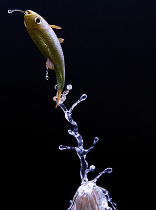 Snake, Schlange, Toad, Kröte, Cornel, Schneider, Boxwood, Buchsbaum, jpeg, jpg, scuplture, Schnitzerei, Carving, okimono