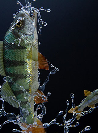 Snake, Schlange, Toad, Kröte, Cornel, Schneider, Boxwood, Buchsbaum, jpeg, jpg, scuplture, Schnitzerei, Carving, okimono