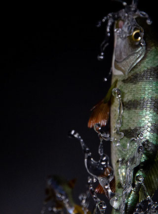 Snake, Schlange, Toad, Kröte, Cornel, Schneider, Boxwood, Buchsbaum, jpeg, jpg, scuplture, Schnitzerei, Carving, okimono