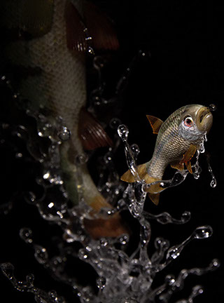 Snake, Schlange, Toad, Kröte, Cornel, Schneider, Boxwood, Buchsbaum, jpeg, jpg, scuplture, Schnitzerei, Carving, okimono