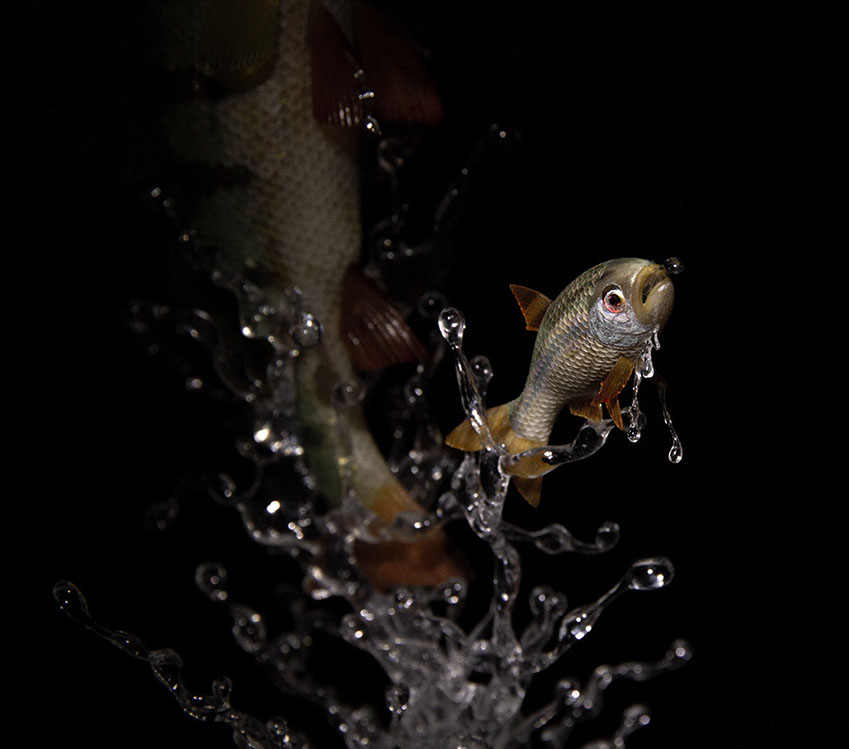 Eisvogel, Kingfisher, Watersplash, Hunting, Fish, Cornel, Schneider, Boxwood, Buchsbaum, jpeg, jpg, scuplture, Schnitzerei, Carving, okimono