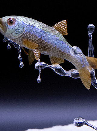 Snake, Schlange, Toad, Kröte, Cornel, Schneider, Boxwood, Buchsbaum, jpeg, jpg, scuplture, Schnitzerei, Carving, okimono