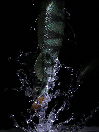 Snake, Schlange, Toad, Kröte, Cornel, Schneider, Boxwood, Buchsbaum, jpeg, jpg, scuplture, Schnitzerei, Carving, okimono