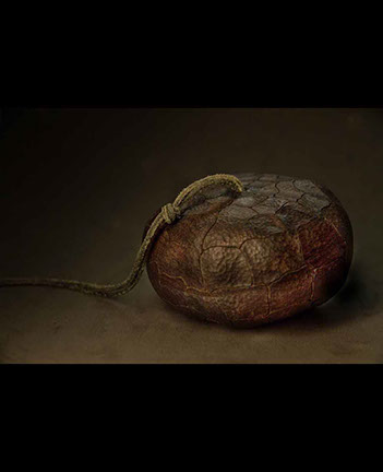 frog on snailhouse, Frosch, Schneckenhaus, Acrylglas,Cornel, Schneider, Boxwood, Buchsbaum,  jpeg, jpg, scuplture, Schnitzerei, Carving, netsuke