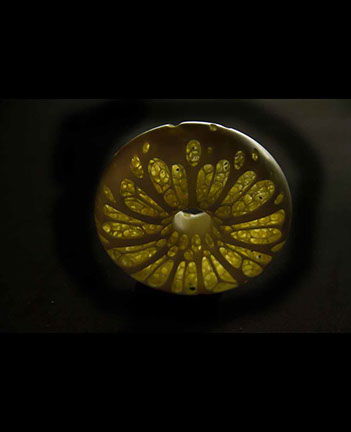 frog on snailhouse, Frosch, Schneckenhaus, Acrylglas,Cornel, Schneider, Boxwood, Buchsbaum,  jpeg, jpg, scuplture, Schnitzerei, Carving, netsuke