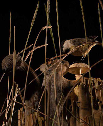 toad on lotusleaf, Kröte, Cornel, Schneider, Boxwood, Buchsbaum, Acrylglas, Ivory, jpeg, jpg, scuplture, Schnitzerei, Carving, okimono