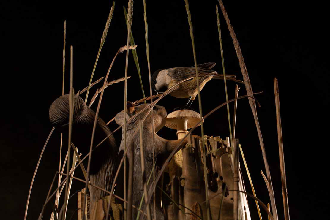 Snake, Schlange, Toad, Kröte, Cornel, Schneider, Boxwood, Buchsbaum, jpeg, jpg, scuplture, Schnitzerei, Carving, okimono