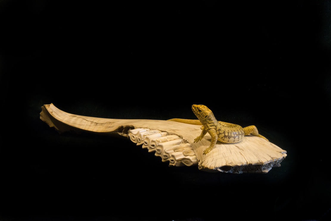 toad on lotusleaf, Kröte, Cornel, Schneider, Boxwood, Buchsbaum, Acrylglas, Ivory, jpeg, jpg, scuplture, Schnitzerei, Carving, okimono