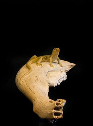 Snake, Schlange, Toad, Kröte, Cornel, Schneider, Boxwood, Buchsbaum, jpeg, jpg, scuplture, Schnitzerei, Carving, okimono