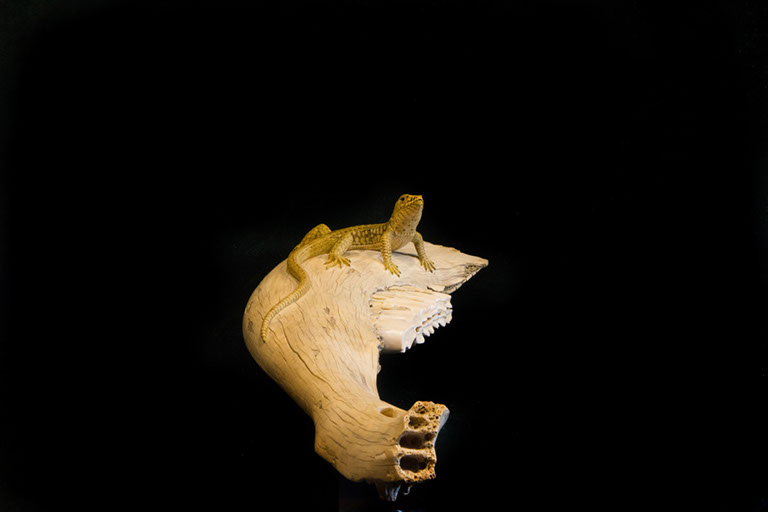 toad on lotusleaf, Kröte, Cornel, Schneider, Boxwood, Buchsbaum, Acrylglas, Ivory, jpeg, jpg, scuplture, Schnitzerei, Carving, okimono