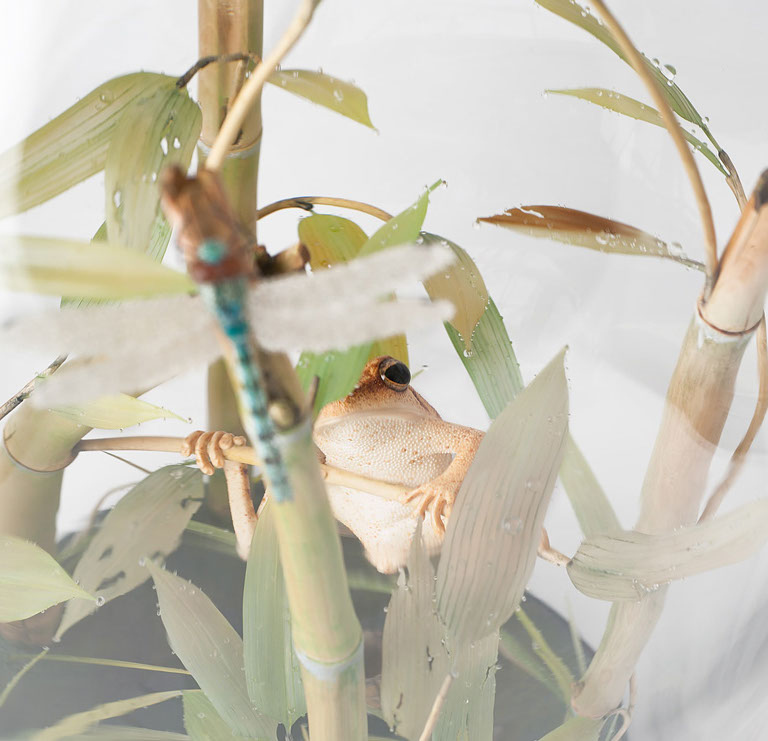 toad on lotusleaf, Kröte, Cornel, Schneider, Boxwood, Buchsbaum, Acrylglas, Ivory, jpeg, jpg, scuplture, Schnitzerei, Carving, okimono