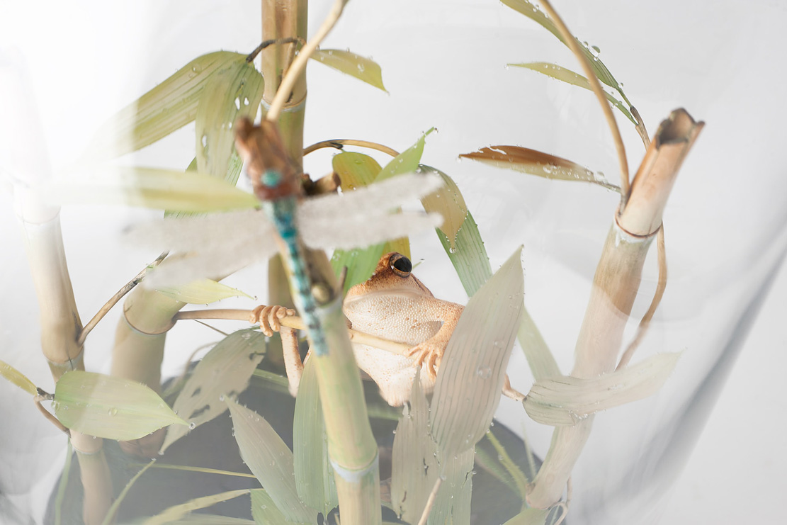 toad on lotusleaf, Kröte, Cornel, Schneider, Boxwood, Buchsbaum, Acrylglas, Ivory, jpeg, jpg, scuplture, Schnitzerei, Carving, okimono