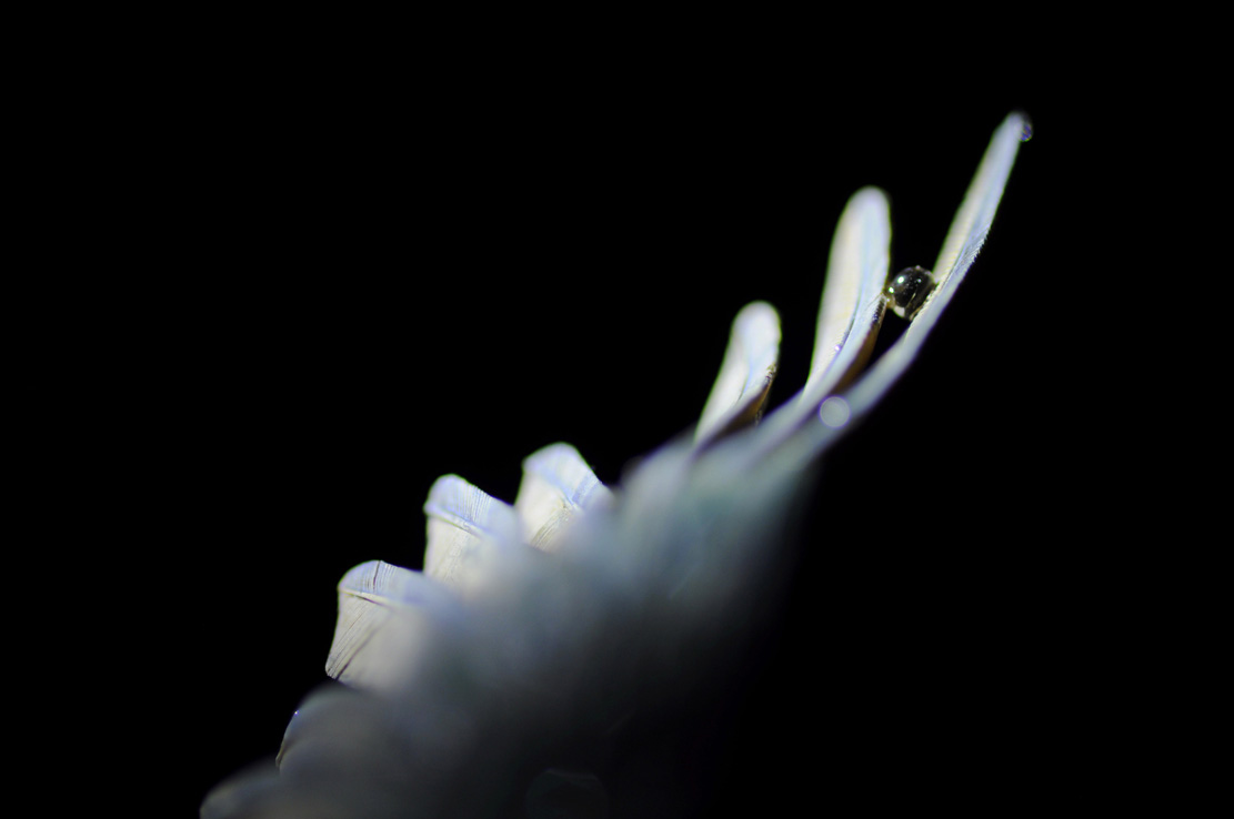 Eisvogel, Kingfisher, Watersplash, Hunting, Fish, Cornel, Schneider, Boxwood, Buchsbaum, jpeg, jpg, scuplture, Schnitzerei, Carving, okimono