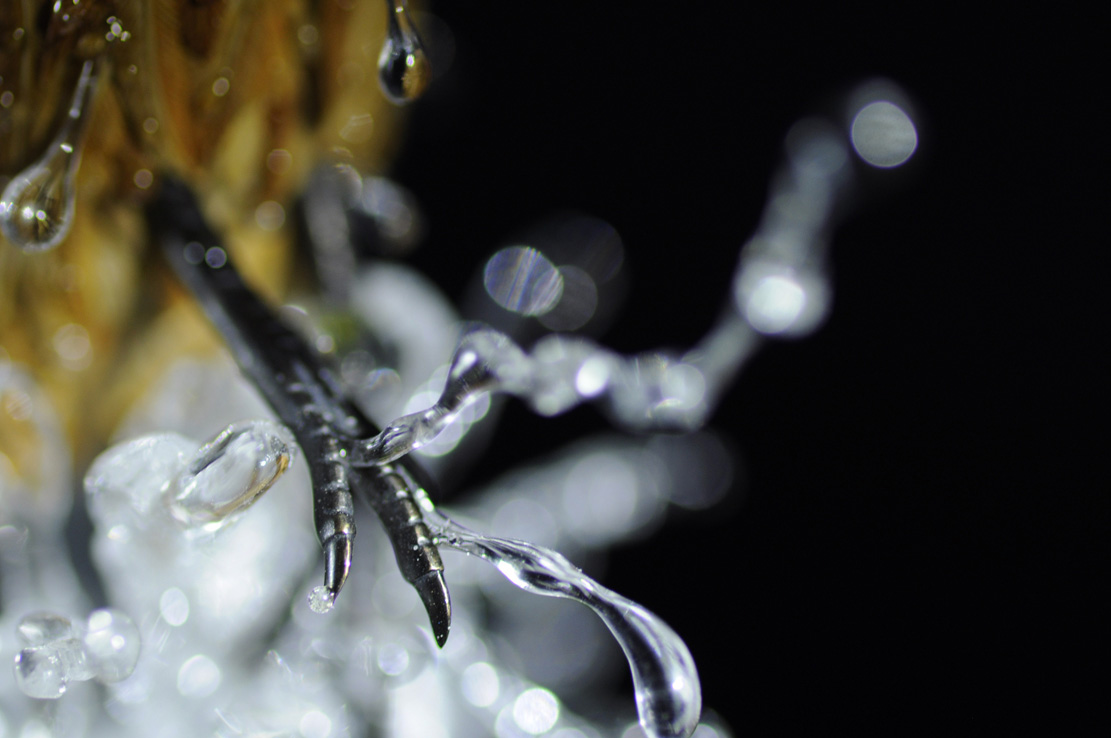 Eisvogel, Kingfisher, Watersplash, Hunting, Fish, Cornel, Schneider, Boxwood, Buchsbaum, jpeg, jpg, scuplture, Schnitzerei, Carving, okimono