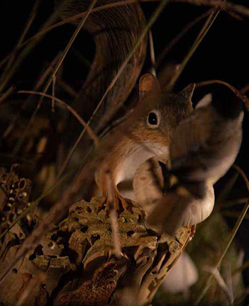 Violin-embryo, Geige, Cellowirbel, Cello tuning peg, smallest violin, Cornel, Schneider, Boxwood, Buchsbaum,  jpeg, jpg, scuplture, Schnitzerei,