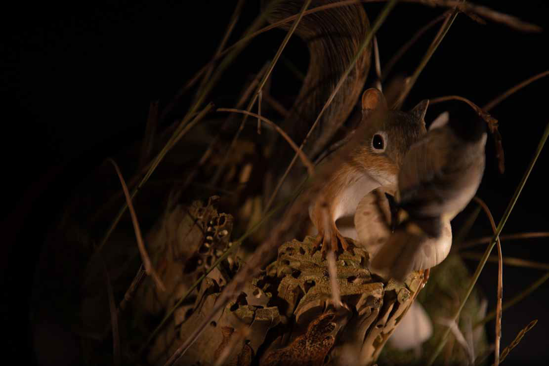 Snake, Schlange, Toad, Kröte, Cornel, Schneider, Boxwood, Buchsbaum, jpeg, jpg, scuplture, Schnitzerei, Carving, okimono