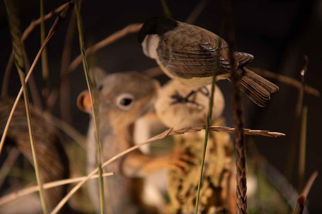 Snake, Schlange, Toad, Kröte, Cornel, Schneider, Boxwood, Buchsbaum, jpeg, jpg, scuplture, Schnitzerei, Carving, okimono