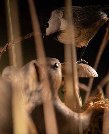 Violin-embryo, Geige, Cellowirbel, Cello tuning peg, smallest violin, Cornel, Schneider, Boxwood, Buchsbaum,  jpeg, jpg, scuplture, Schnitzerei,