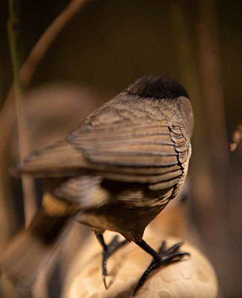 Violin-embryo, Geige, Cellowirbel, Cello tuning peg, smallest violin, Cornel, Schneider, Boxwood, Buchsbaum,  jpeg, jpg, scuplture, Schnitzerei,