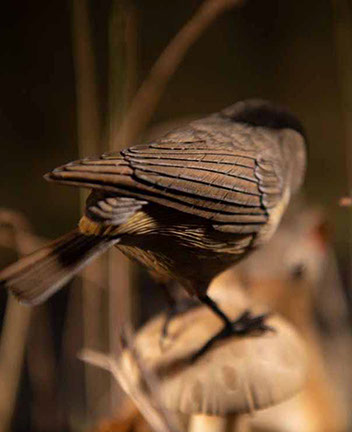 Violin-embryo, Geige, Cellowirbel, Cello tuning peg, smallest violin, Cornel, Schneider, Boxwood, Buchsbaum,  jpeg, jpg, scuplture, Schnitzerei,