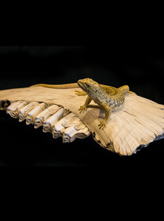 Snake, Schlange, Toad, Kröte, Cornel, Schneider, Boxwood, Buchsbaum, jpeg, jpg, scuplture, Schnitzerei, Carving, okimono