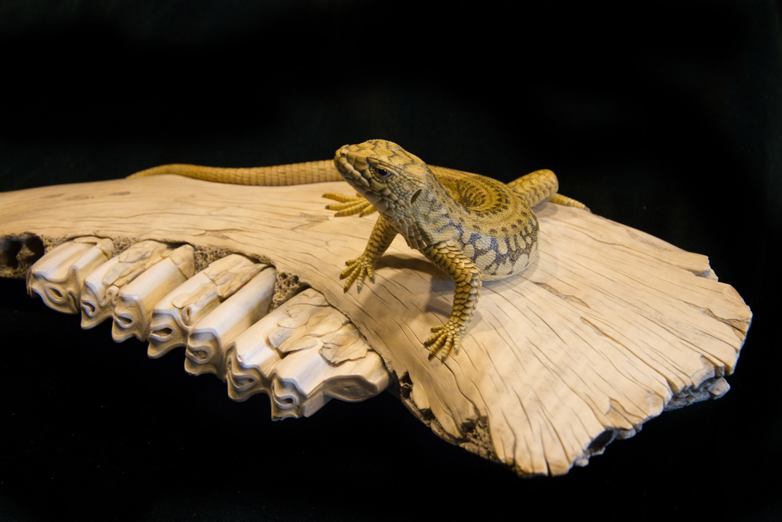 toad on lotusleaf, Kröte, Cornel, Schneider, Boxwood, Buchsbaum, Acrylglas, Ivory, jpeg, jpg, scuplture, Schnitzerei, Carving, okimono