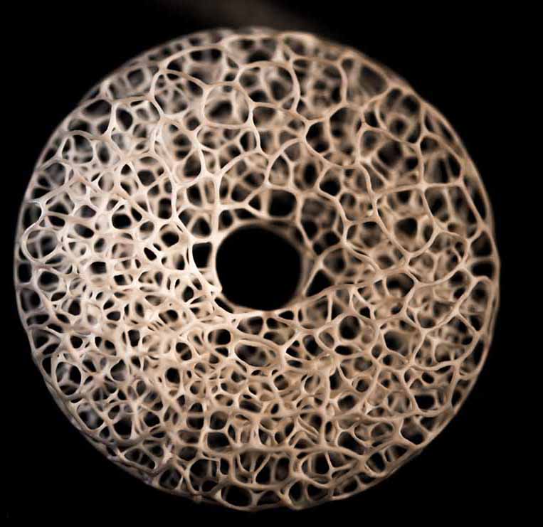 MEETING, Toad, Aspisviper, Kröte, Cornel, Schneider, Boxwood, Buchsbaum, Acrylglass, jpeg, jpg, scuplture, Schnitzerei, Carving,okimono