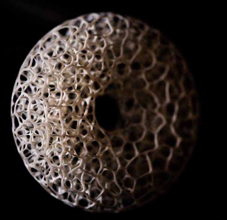 MEETING, Toad, Aspisviper, Kröte, Cornel, Schneider, Boxwood, Buchsbaum, Acrylglass, jpeg, jpg, scuplture, Schnitzerei, Carving,okimono