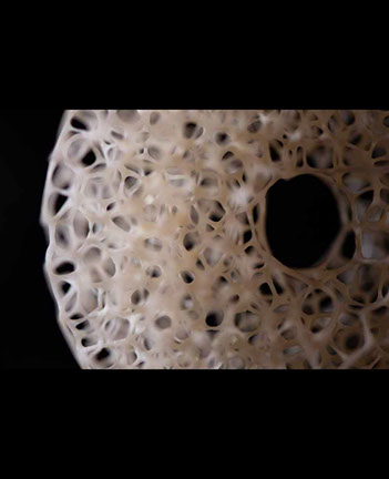 The nude, Akt, Cornel, Schneider, Boxwood, Buchsbaum,  acrylglass, ivory jpeg, jpg, scuplture, Schnitzerei, Carving, okimono