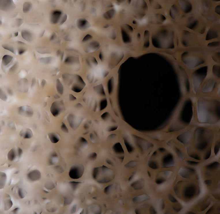 MEETING, Toad, Aspisviper, Kröte, Cornel, Schneider, Boxwood, Buchsbaum, Acrylglass, jpeg, jpg, scuplture, Schnitzerei, Carving,okimono