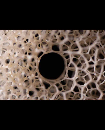 The nude, Akt, Cornel, Schneider, Boxwood, Buchsbaum,  acrylglass, ivory jpeg, jpg, scuplture, Schnitzerei, Carving, okimono