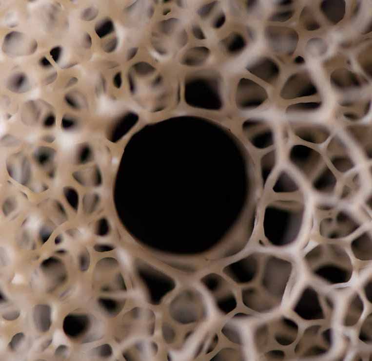 MEETING, Toad, Aspisviper, Kröte, Cornel, Schneider, Boxwood, Buchsbaum, Acrylglass, jpeg, jpg, scuplture, Schnitzerei, Carving,okimono