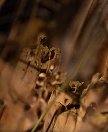 The nude, Akt, Cornel, Schneider, Boxwood, Buchsbaum,  acrylglass, ivory jpeg, jpg, scuplture, Schnitzerei, Carving, okimono