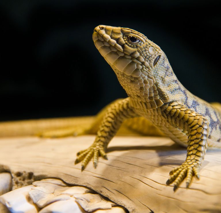 Eisvogel, Kingfisher, Watersplash, Hunting, Fish, Cornel, Schneider, Boxwood, Buchsbaum, jpeg, jpg, scuplture, Schnitzerei, Carving, okimono