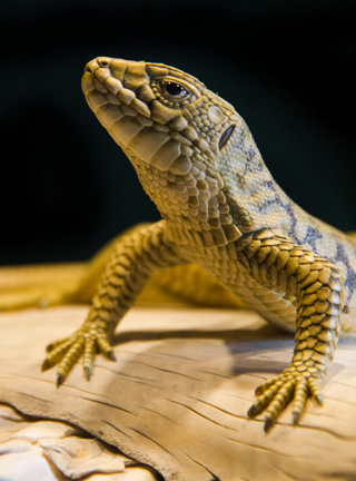 Snake, Schlange, Toad, Kröte, Cornel, Schneider, Boxwood, Buchsbaum, jpeg, jpg, scuplture, Schnitzerei, Carving, okimono