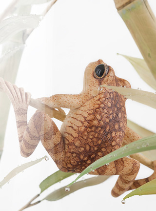 Snake, Schlange, Toad, Kröte, Cornel, Schneider, Boxwood, Buchsbaum, jpeg, jpg, scuplture, Schnitzerei, Carving, okimono