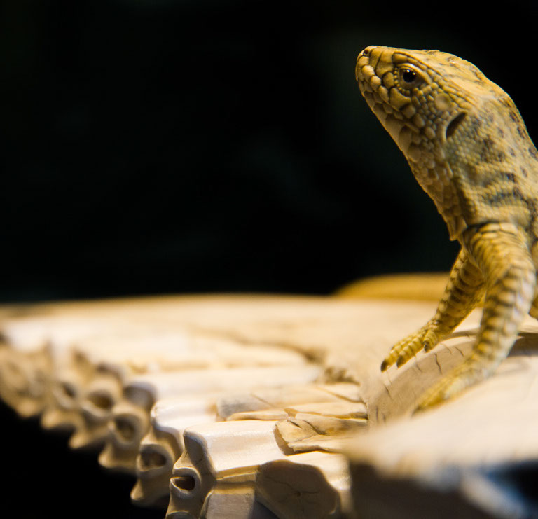 Eisvogel, Kingfisher, Watersplash, Hunting, Fish, Cornel, Schneider, Boxwood, Buchsbaum, jpeg, jpg, scuplture, Schnitzerei, Carving, okimono