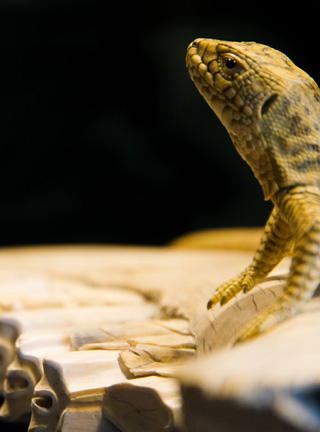 Snake, Schlange, Toad, Kröte, Cornel, Schneider, Boxwood, Buchsbaum, jpeg, jpg, scuplture, Schnitzerei, Carving, okimono