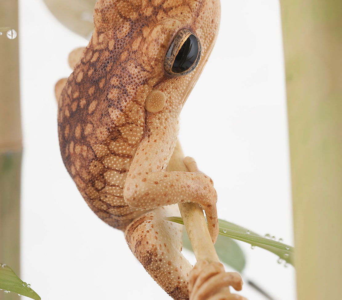 Eisvogel, Kingfisher, Watersplash, Hunting, Fish, Cornel, Schneider, Boxwood, Buchsbaum, jpeg, jpg, scuplture, Schnitzerei, Carving, okimono