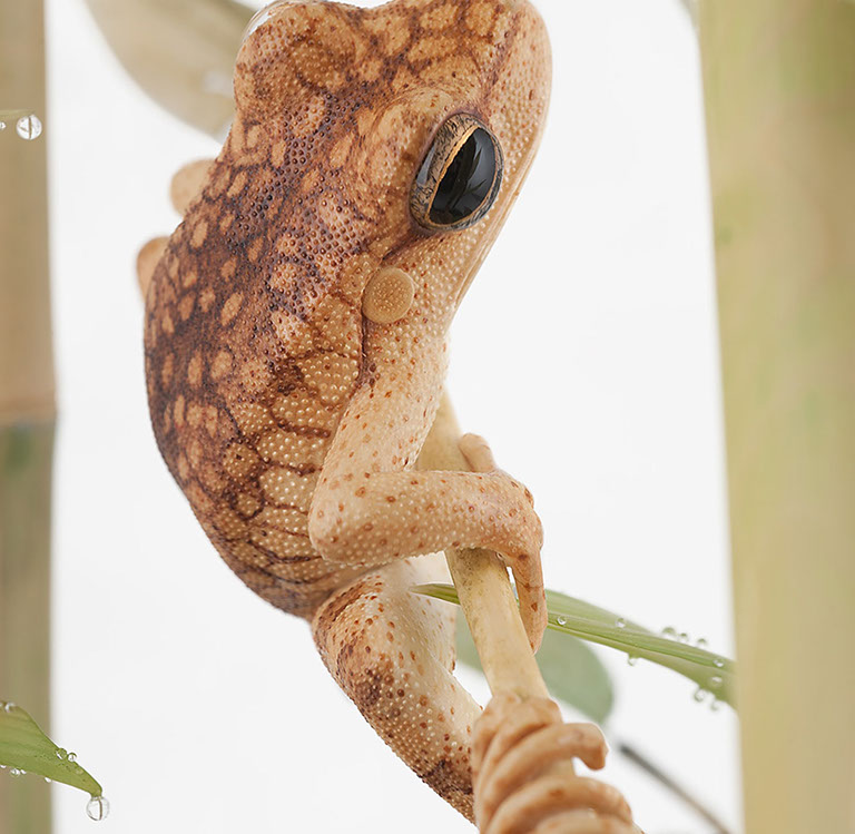 viper around branch, Cornel, Schneider, Boxwood, Buchsbaum,  jpeg, jpg, scuplture, Schnitzerei, Carving, okimono