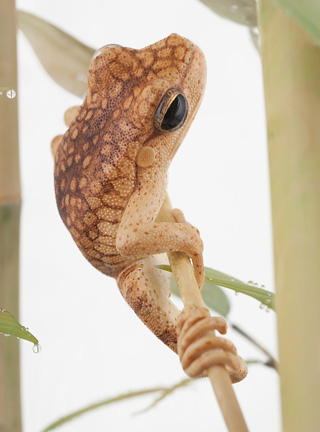 Snake, Schlange, Toad, Kröte, Cornel, Schneider, Boxwood, Buchsbaum, jpeg, jpg, scuplture, Schnitzerei, Carving, okimono