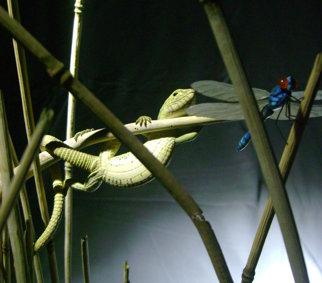 Catch me if you can,Libelle, Dragonfly, Eidechse, Lizard, Boxwood, Buchsbaum,  jpeg, jpg, scuplture, Schnitzerei, Carving, okimono