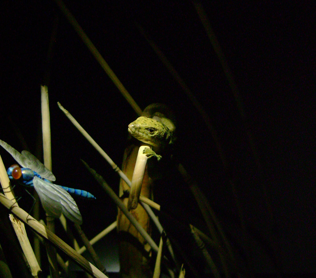 Catch me if you can,Libelle, Dragonfly, Eidechse, Lizard, Boxwood, Buchsbaum,  jpeg, jpg, scuplture, Schnitzerei, Carving, okimono