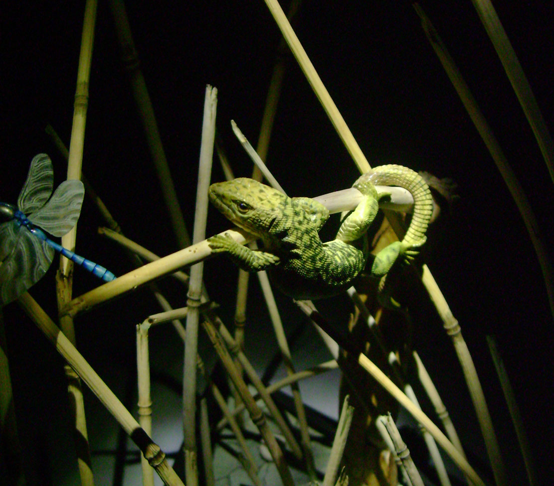 Catch me if you can,Libelle, Dragonfly, Eidechse, Lizard, Boxwood, Buchsbaum,  jpeg, jpg, scuplture, Schnitzerei, Carving, okimono